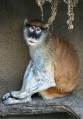 T.C. the patas monkey